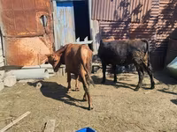 Lembu jantan, Cattle — foto 3
