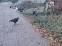 Turkeys — foto 1