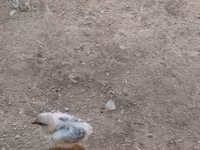 Chickens — foto 4
