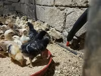 Chickens — 1. fotó
