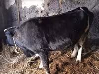 Krowa, Bydło — zdjęcie 8