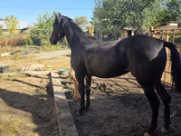 Klisna, Arabian horse — foto 2