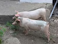 خوک (گروه، جنسیت مشخص نشده), خوک — عکس 1