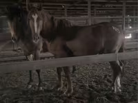 Caballo, Russian Don — foto 1