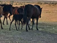 مادیان, Kazakh horse — عکس 3
