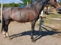 Kůň, Dutch warmblood horse — foto 5