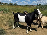 Buk, LaMancha goats — foto 5