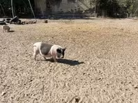 Säue, Schweine — Foto 1