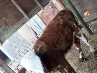 雌牛, Swiss cattle — 写真 4