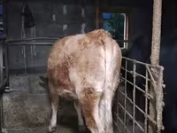 ላም, Cattle — ፎቶ 1