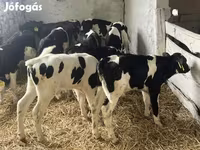 วัวตัวผู้, Russian Black pied cattle — รูปภาพ 2