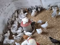 Chickens — fotografija 5