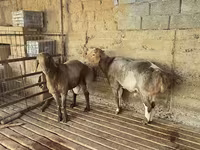 Qoʻchqor, Arashan sheep — 5-rasm