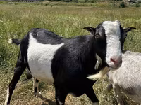 Buk, LaMancha goats — foto 3