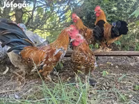 Chickens — ፎቶ 2