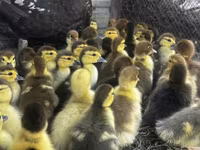 rață domestică Muscovy — foto 2