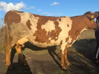 Ko, Simmental cattle — foto 1