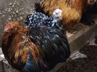 Chickens — foto 6