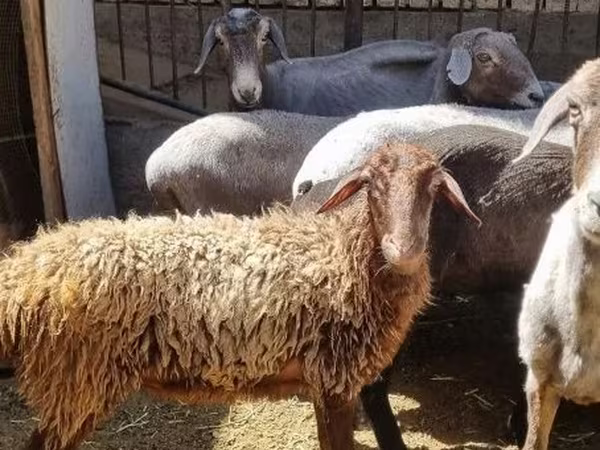 Sheep, Sheep — Uzbekistan