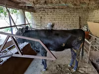 ላም, Cattle — ፎቶ 3