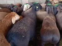 كبش, الأغنام — الصورة 1