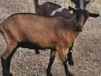 بز ماده, Alpine goat — عکس 3