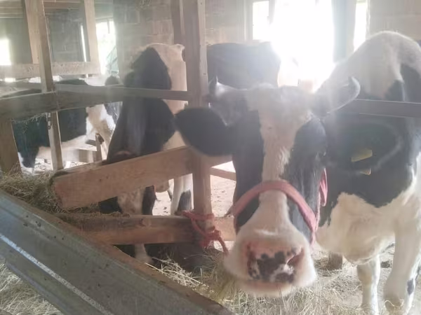 Krava, Latvian Blue cattle
