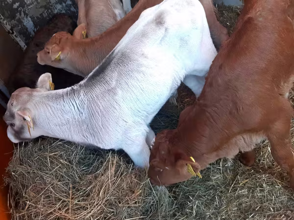 Gia súc (lô, chưa xác định giới tính), Bò Limousin