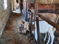 雄牛, Simmental cattle — 写真 1