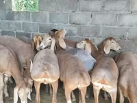 Πρόβατο, Arashan sheep — φωτογραφία 3