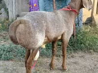 Beran, Arashan sheep — foto 3