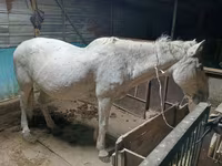 Kuda betina, Horses — foto 1