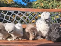 Silkie — foto 1