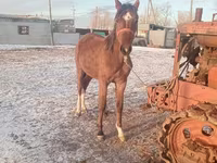 اسب نر, Thoroughbred horse — عکس 5