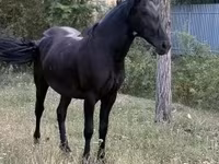 مادیان, Friesian — عکس 4