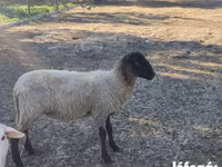 பெண் ஆடு, Tsigai sheep — புகைப்படம் 1