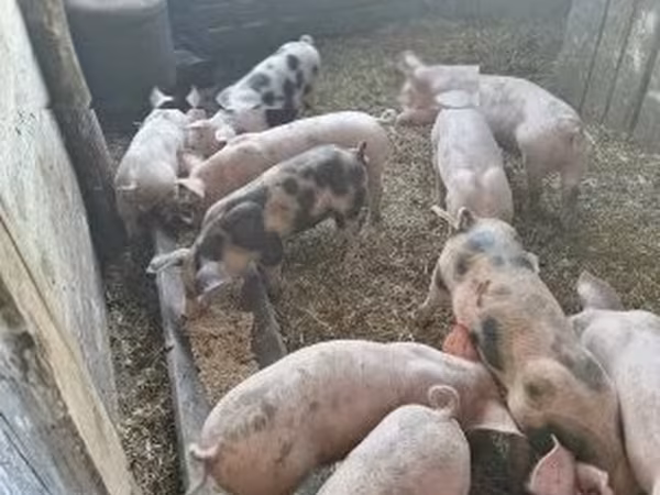Pigs (batch, sex not specified), Pigs — Hungary