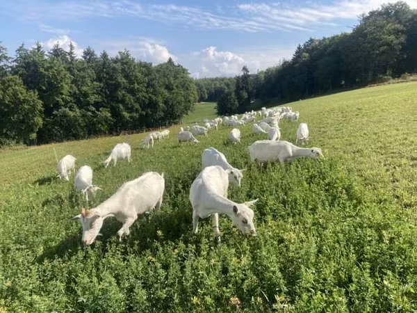 Goat, Saanen goat