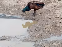 Ducks — รูปภาพ 6