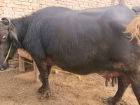 Lembu betina, Cattle — foto 1