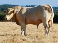 Býk, Charolais cattle — foto 2