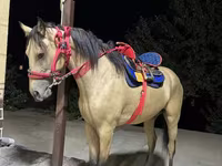 Aygır, Kazakh horse — foto 2