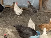 Chickens — عکس 4