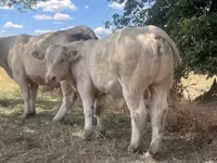 ወንድ በሬ, Charolais cattle — ፎቶ 4