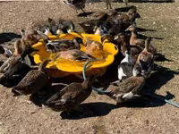 Ducks — fotografija 2