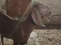 ছাগী, Beetal goats — ছবি 1