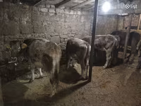 Bull, Cattle — photo 1