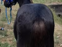 Faras, Dutch warmblood horse — sawirka 3