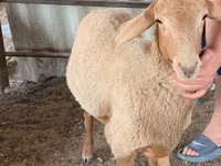 Ovejas (lote, sexo no especificado), Blackheaded Persian sheep — foto 2