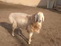 Montone, Arashan sheep — foto 2